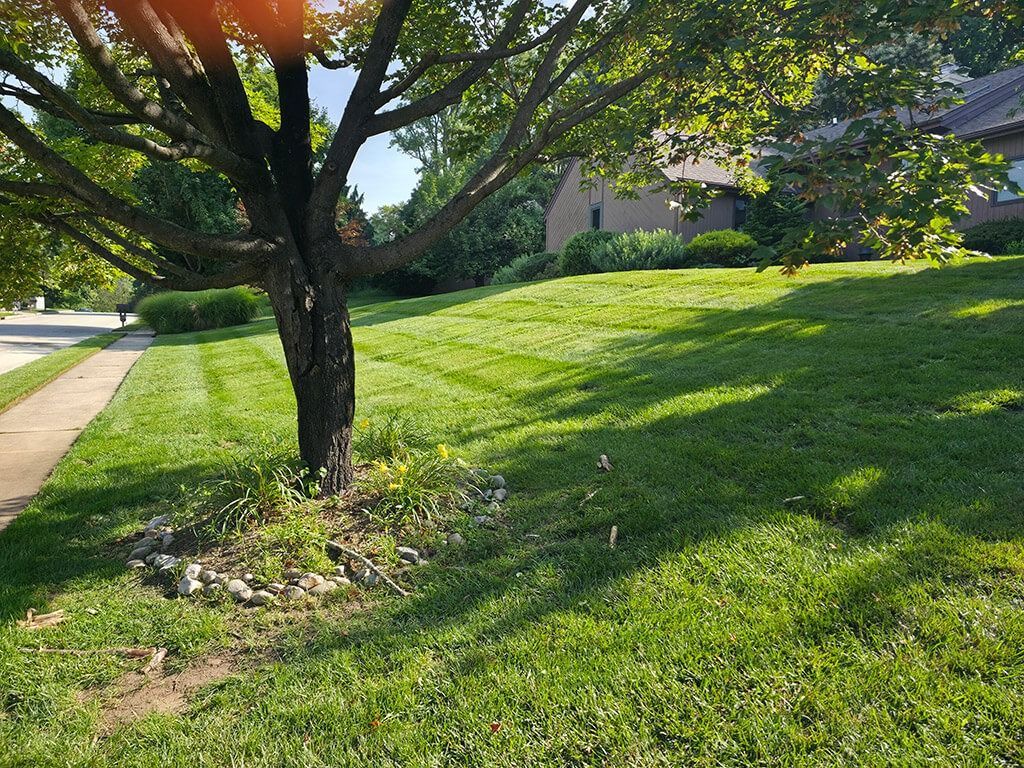 Tree in a sunny front yard beside a sidewalk and grassy slope, with houses in the background