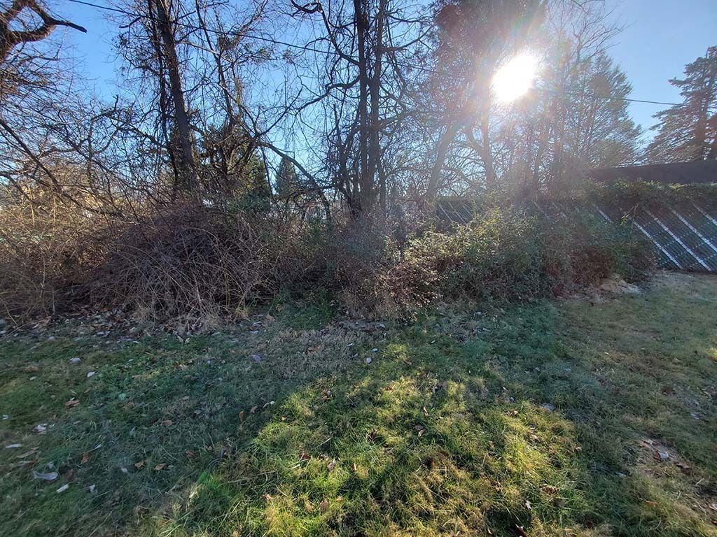 Sunlit grassy field with bare trees and brush along a fence line