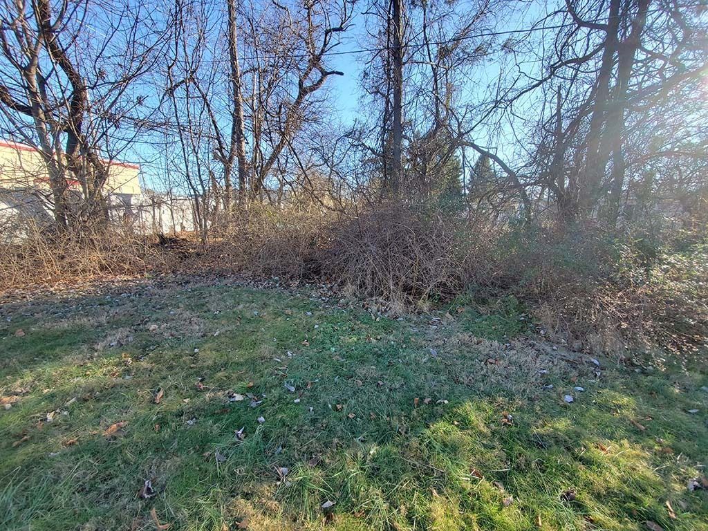 Grassy field with bare trees and brush under a clear blue sky, with a house partially visible at left