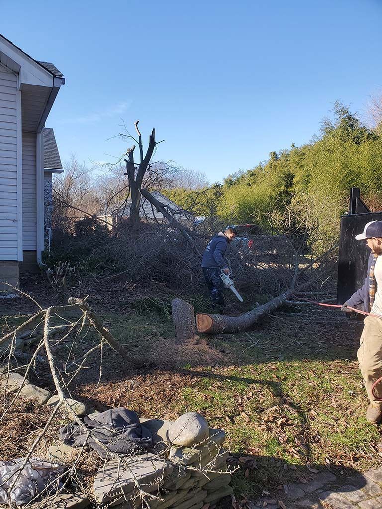 Backyard with a large fallen tree and broken branches beside a house; a person stands at right.