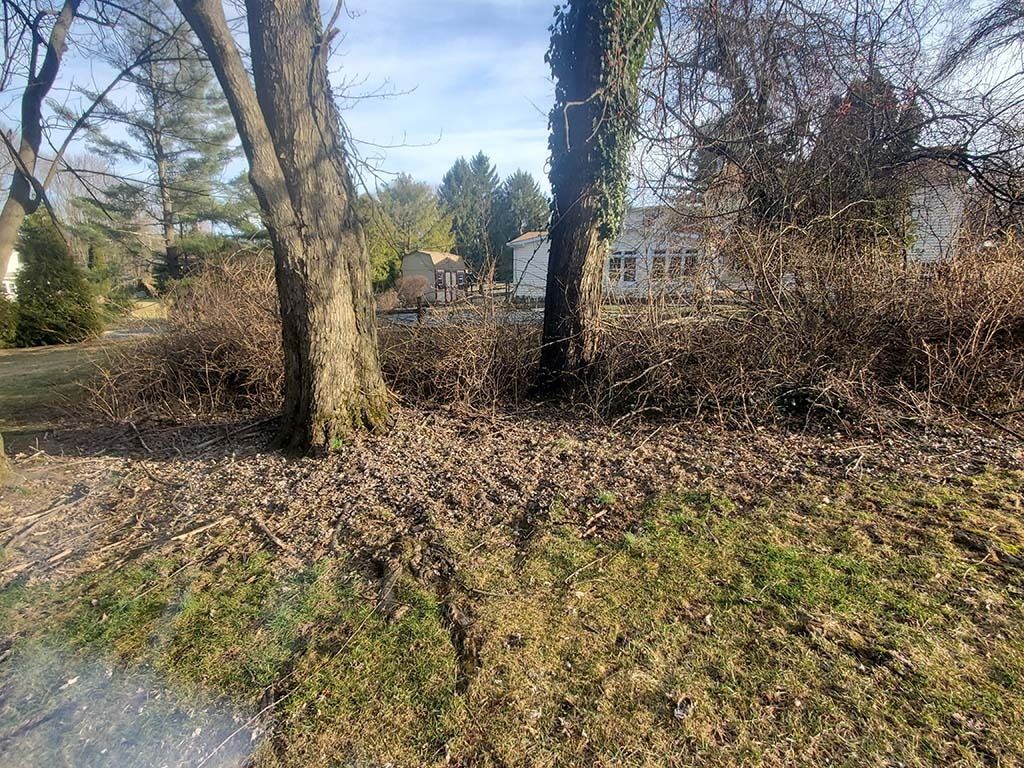 Wooded roadside with bare trees, brown leaves, and a distant house under a clear sky.