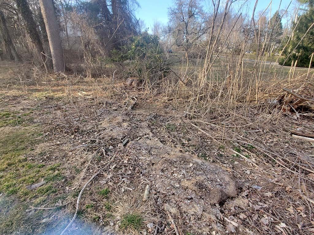 Leaf-covered woodland clearing with bare trees and brush under a bright blue sky