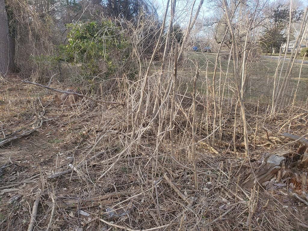 Dense tangle of leafless shrubs and dry brush in a wooded area under bare trees