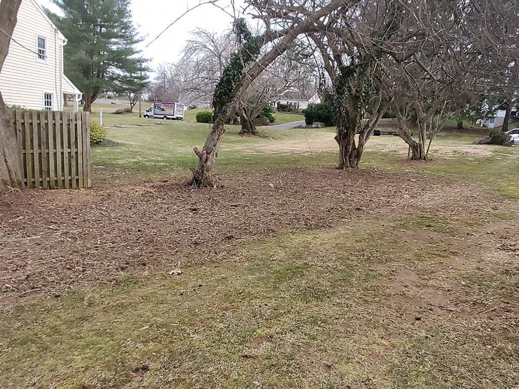 Leaf-covered yard with several arching trees beside a house and fence