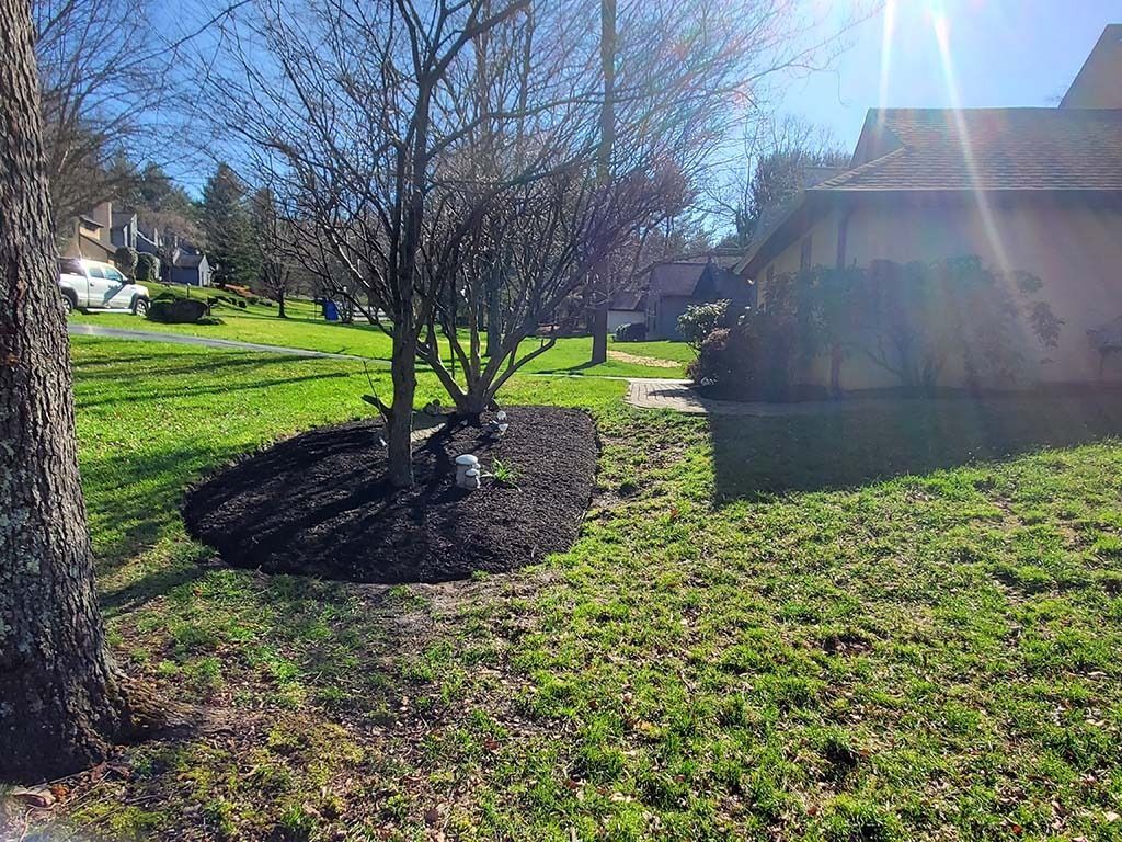Sunny suburban yard with a small tree and mulched bed beside a house, with a large tree trunk in the foreground.