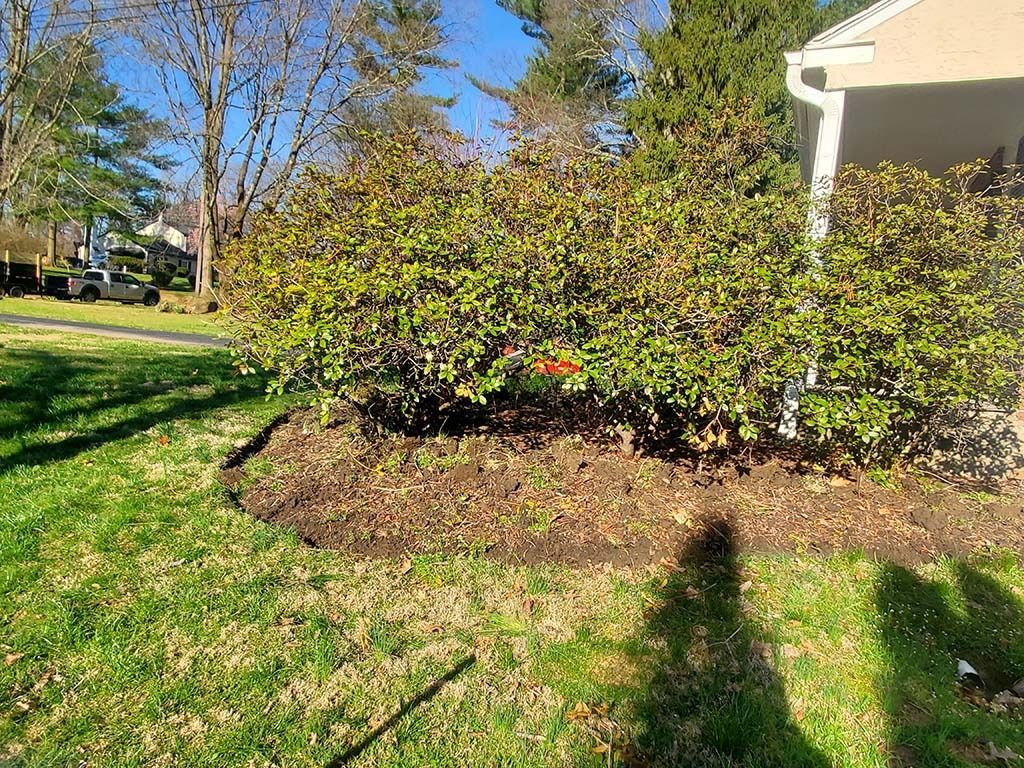 Sunny suburban yard with a flowering shrub bed, green grass, and a house edge in the background