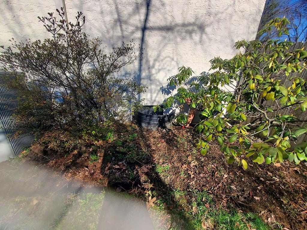 Shrubs and ground cover beside a white wall, with dry leaves and sunlight casting tree shadows