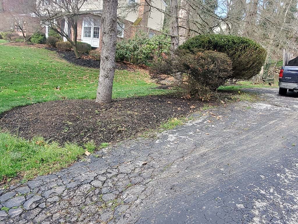 Leaf-covered tree beside a cracked driveway in a suburban yard, with a parked car at right.