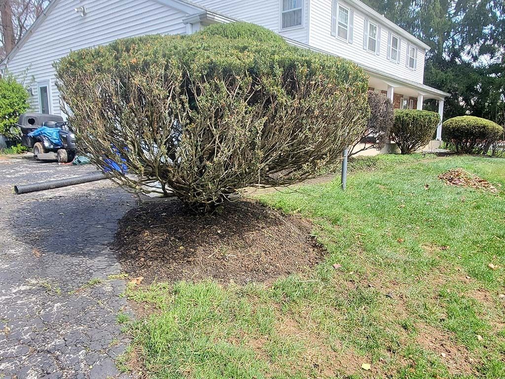 Trimmed shrub beside a driveway and lawn in front of a house
