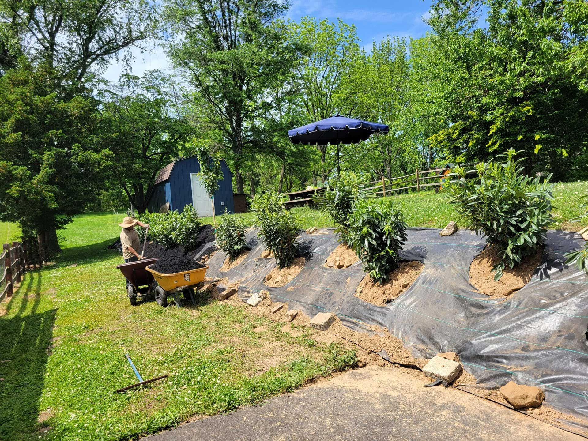 Garden bed with young shrubs on black plastic mulch beside a grassy yard and blue umbrella under sunny trees