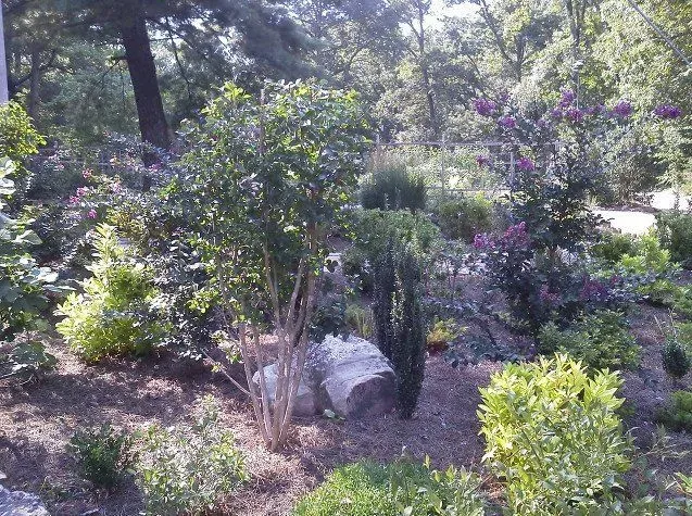 Sunlit garden with shrubs, trees, and a large rock