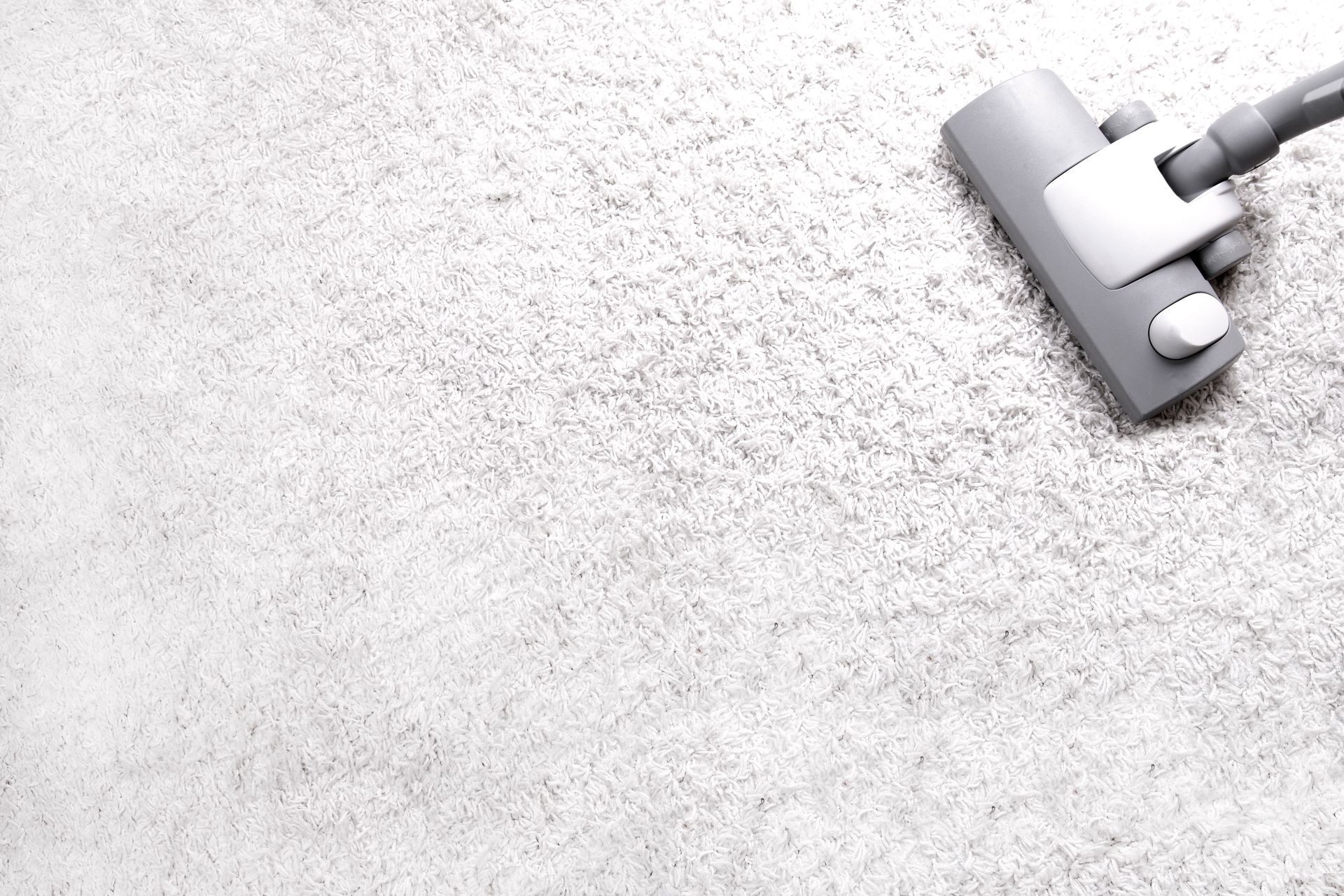 local carpet cleaners