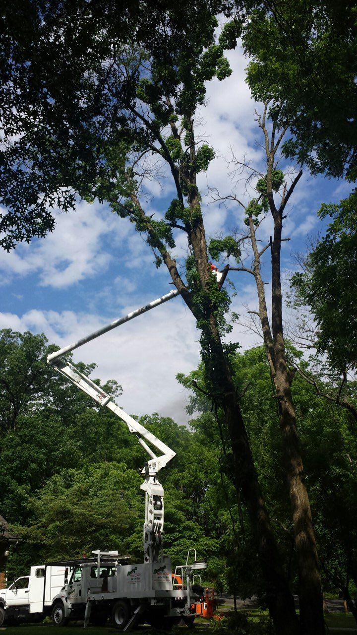 tree services
