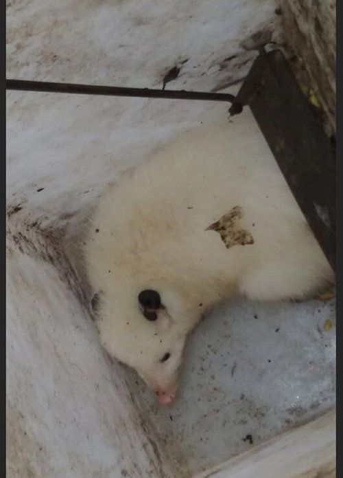 White opossum
