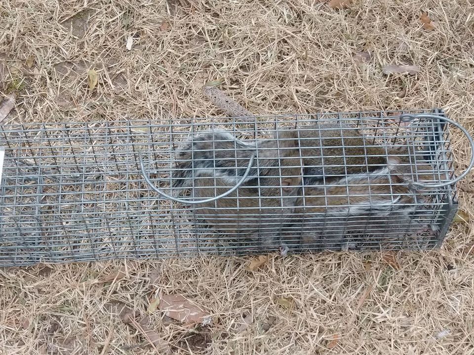 Squirrel in a cage