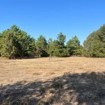 A field with trees in the background and a blue sky in the background.