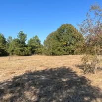 A field with trees in the background and a shadow of a tree on the ground.