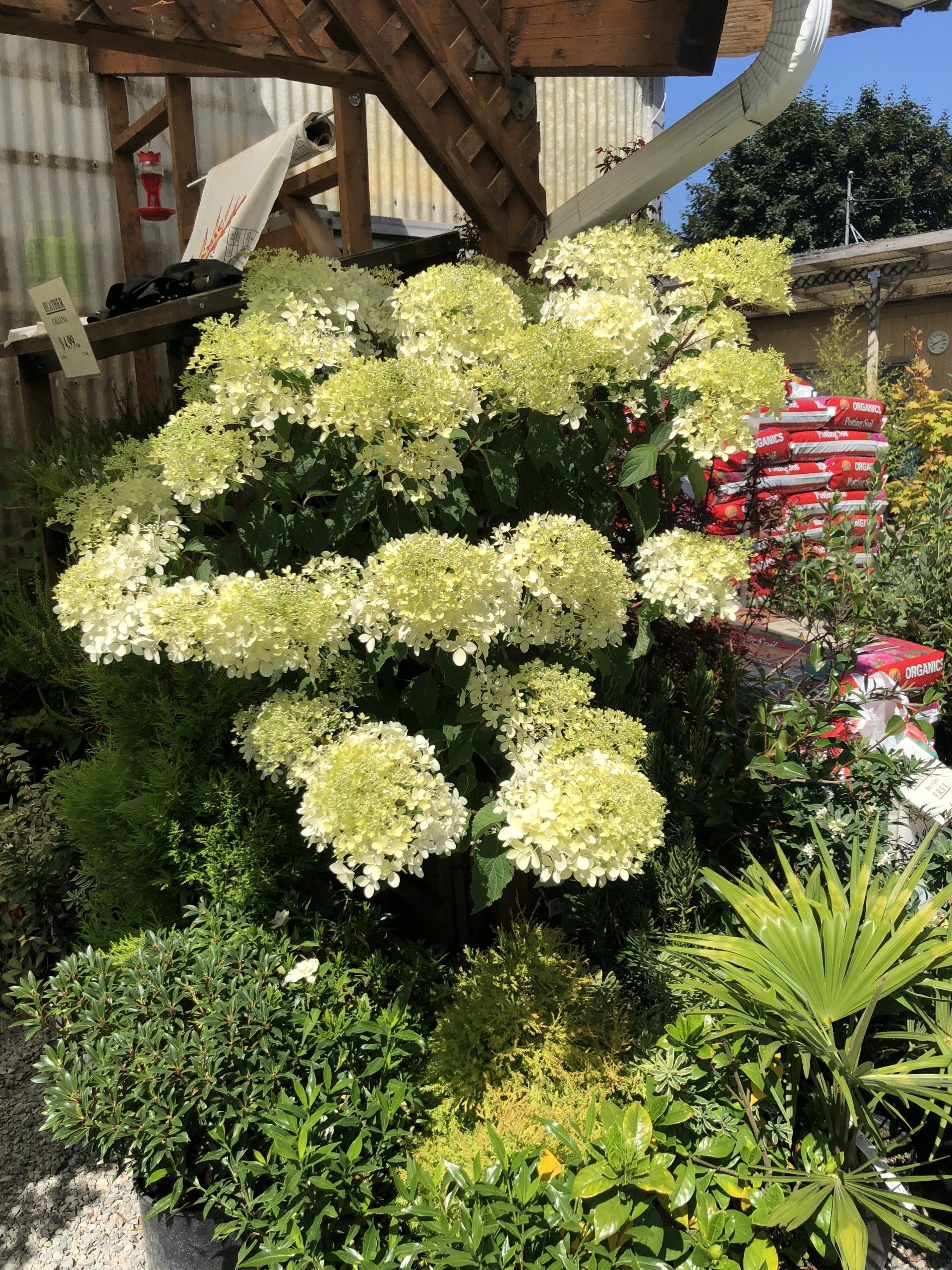 Healthy and Beautiful Plants