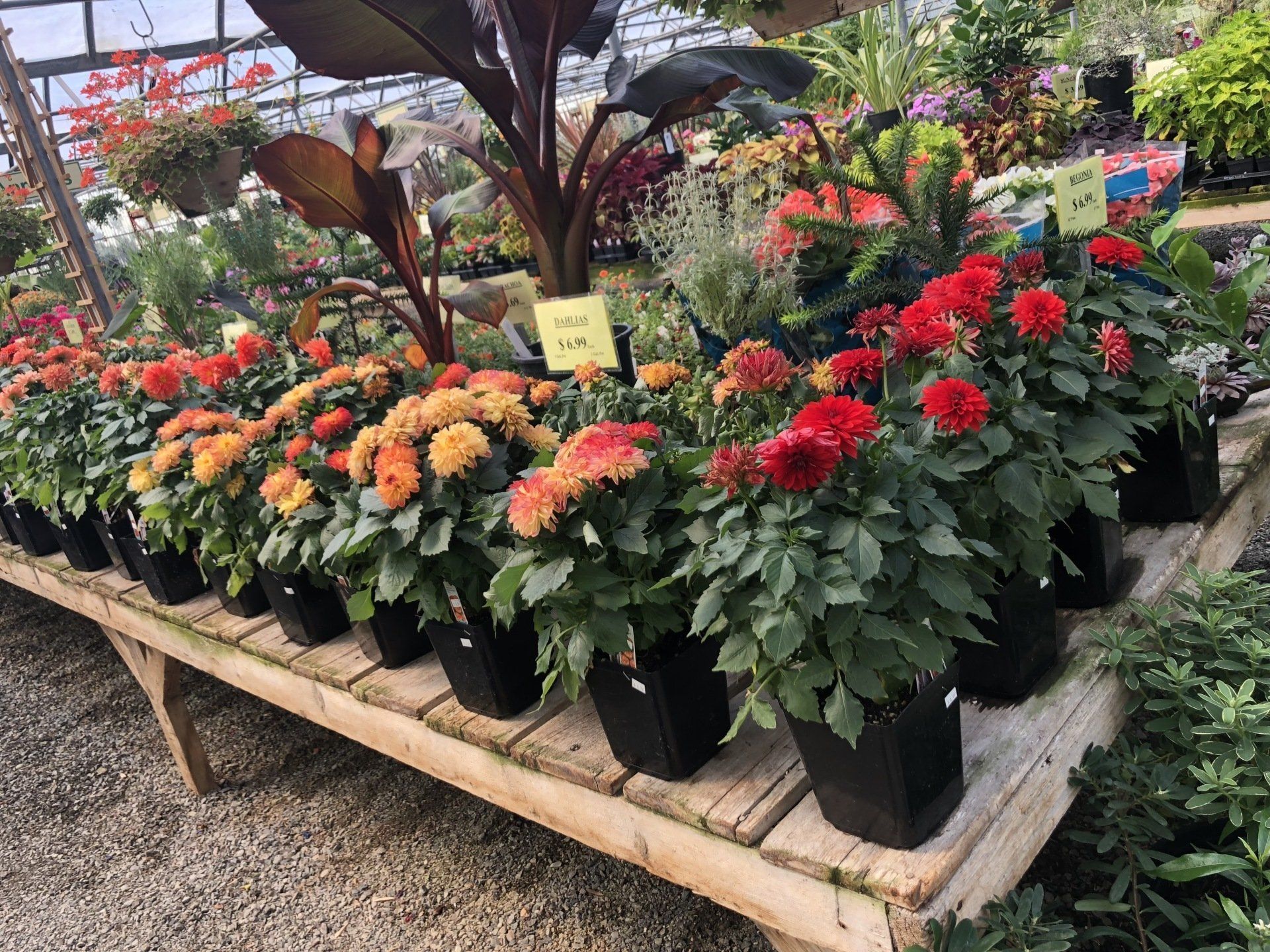 Healthy and Beautiful Plants