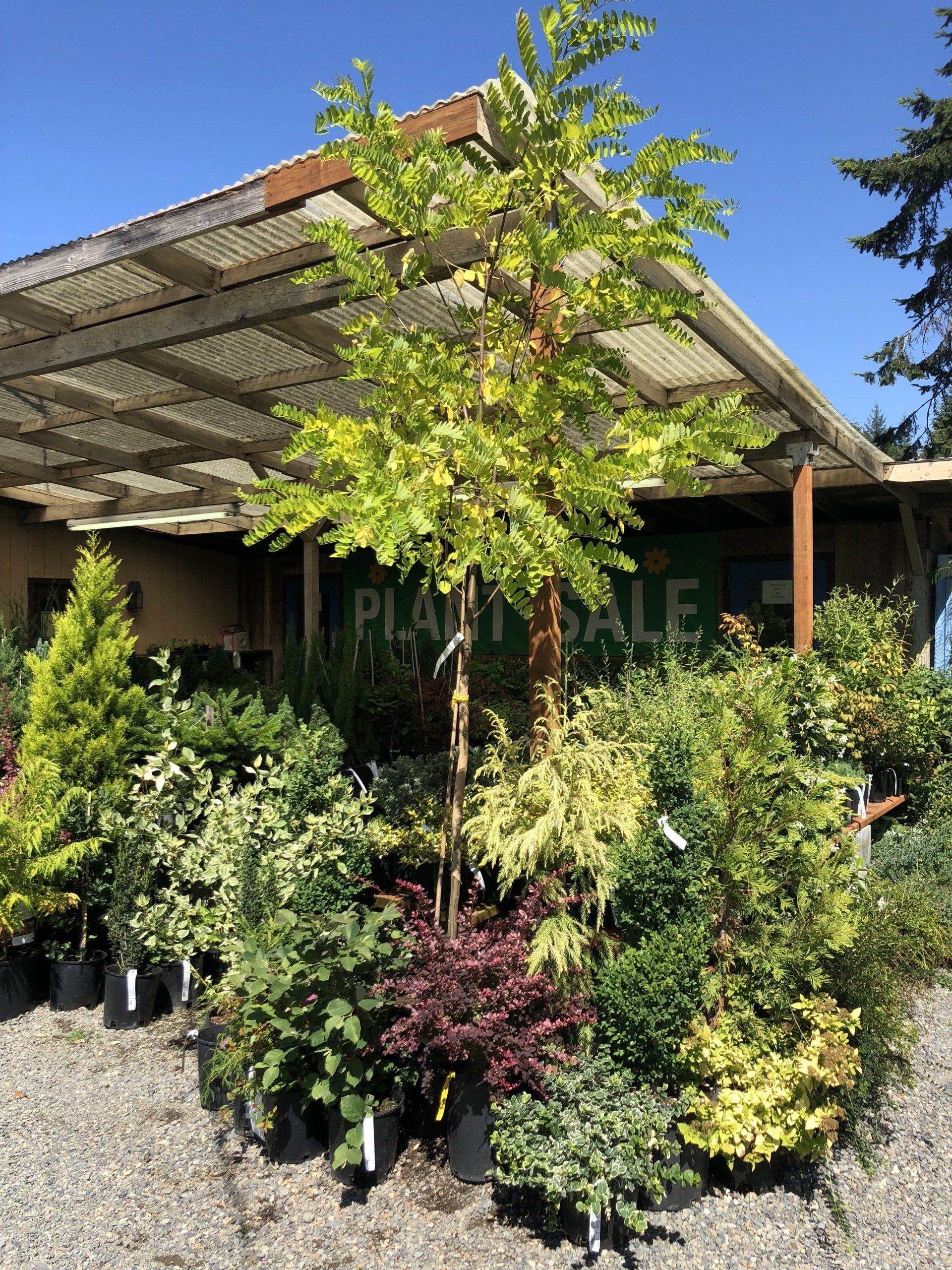 Healthy and Beautiful Plants