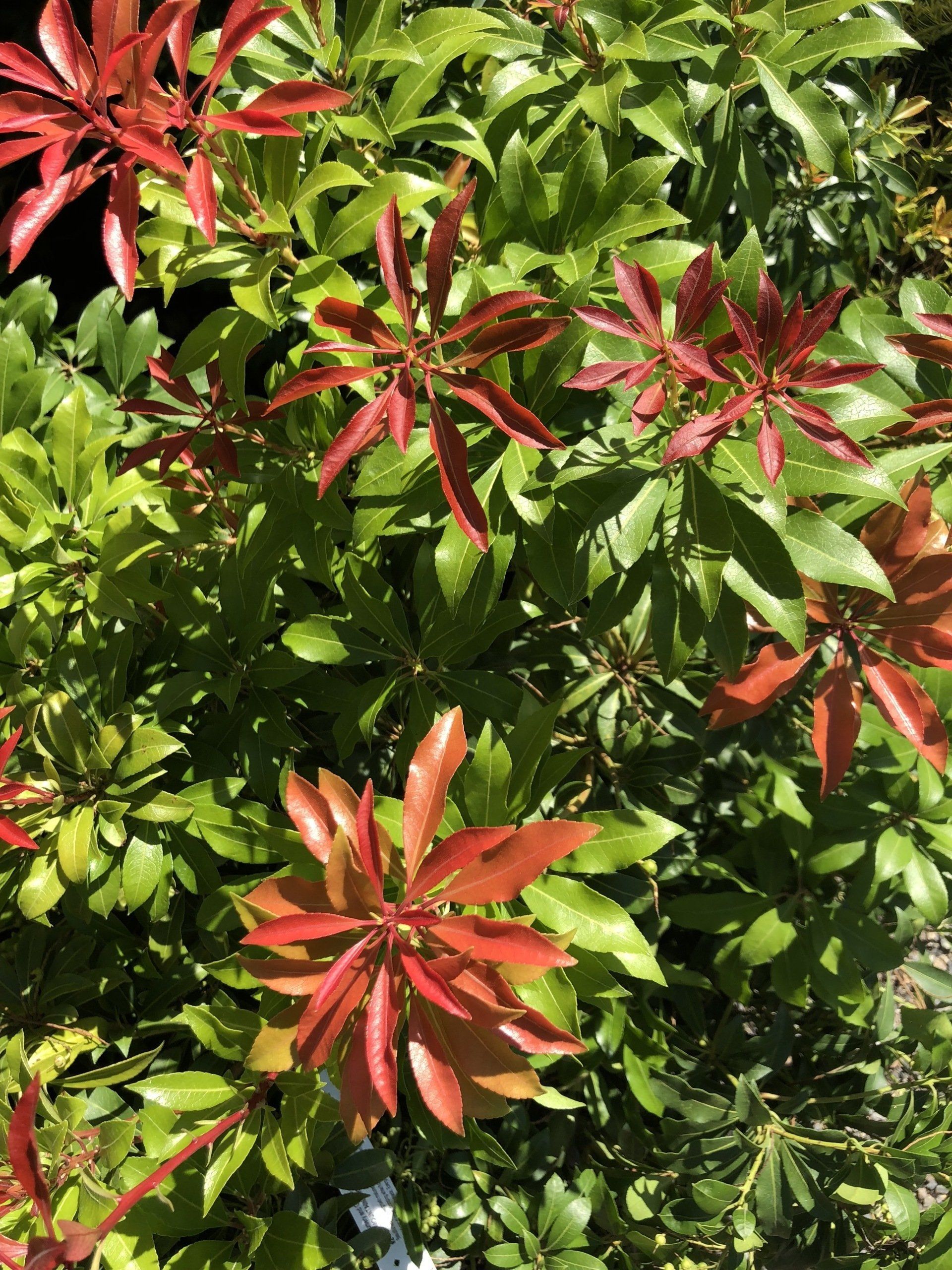 Healthy and Beautiful Plants