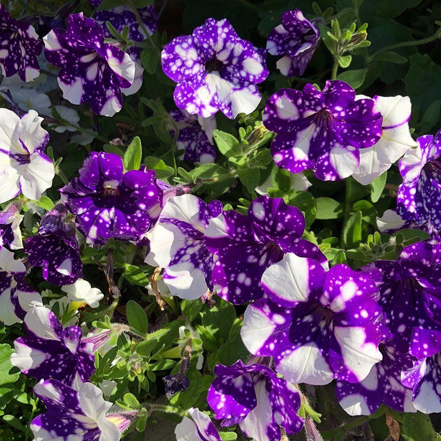 Healthy and Beautiful Plants