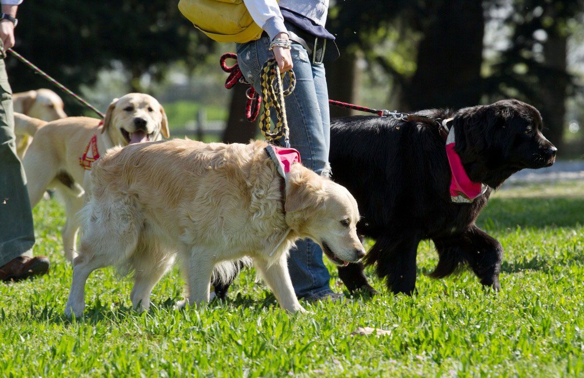 local dog kennels