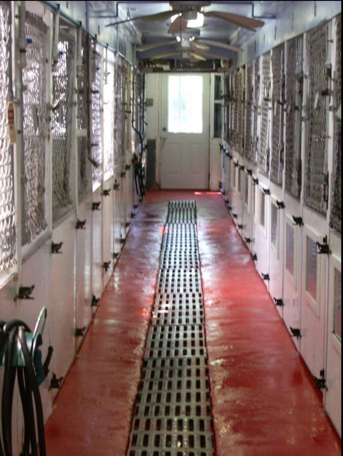 Woman standing with three German Shepherds in a parking lot.