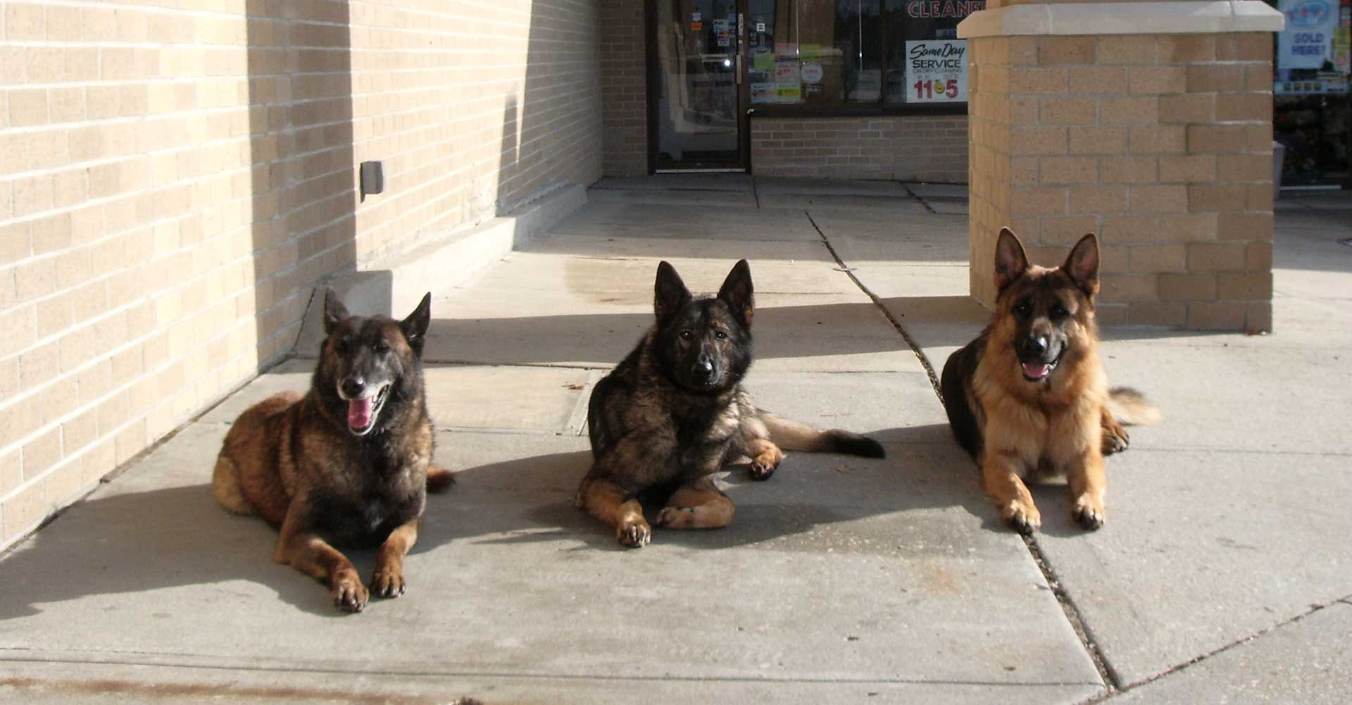 Three German Shepherds lying on a sidewalk in front of a building.