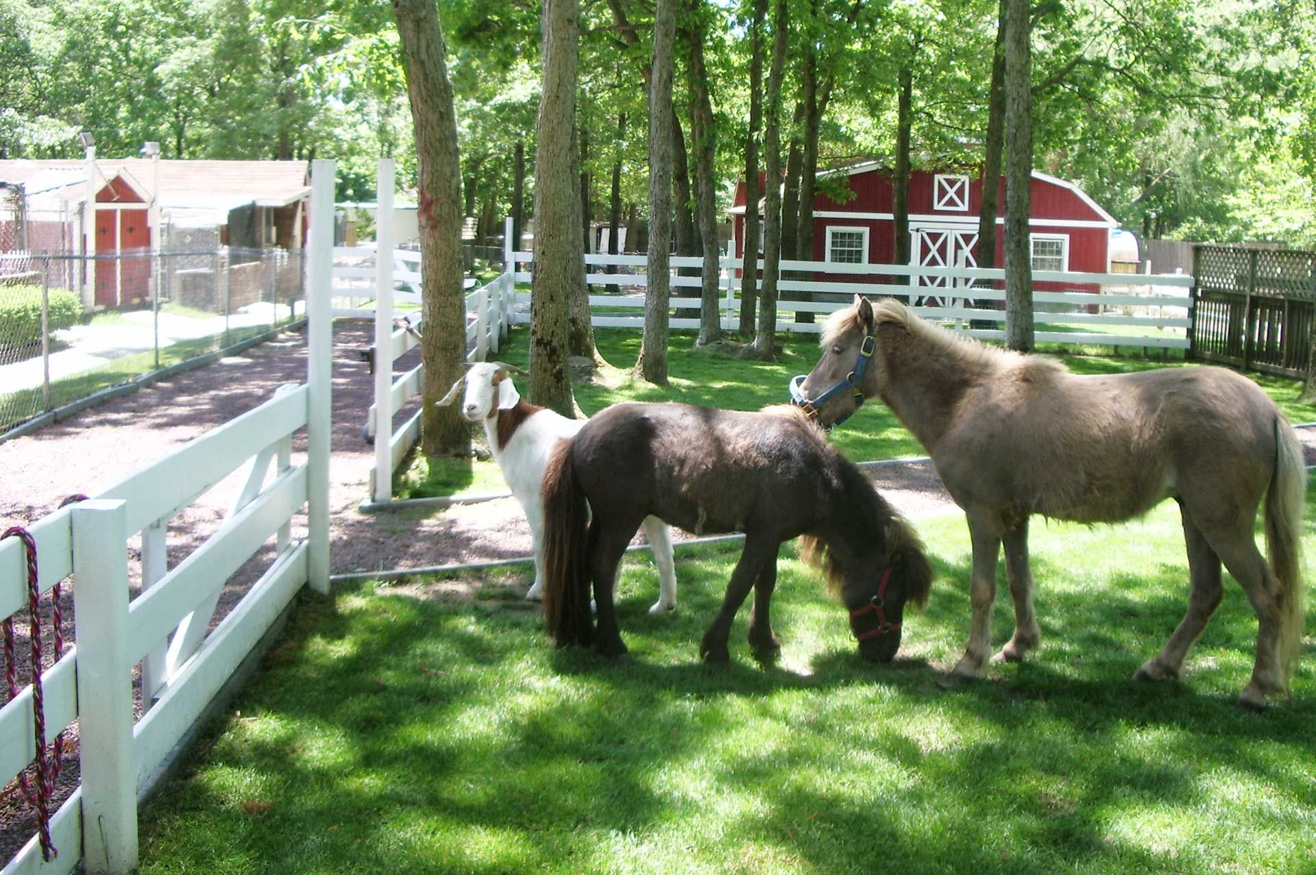 Three ponies graze in a grassy enclosure, a white fence and red barn in the background.