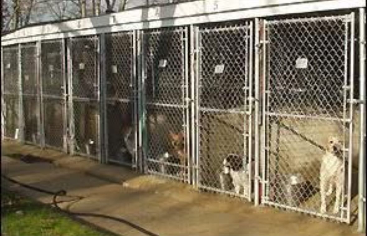 People and dogs in a dog park, some under a shaded structure. Green grass, a path, and cars visible.