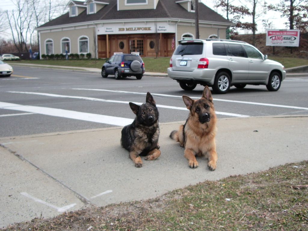 Three German Shepherds lying on a sidewalk in front of a building.