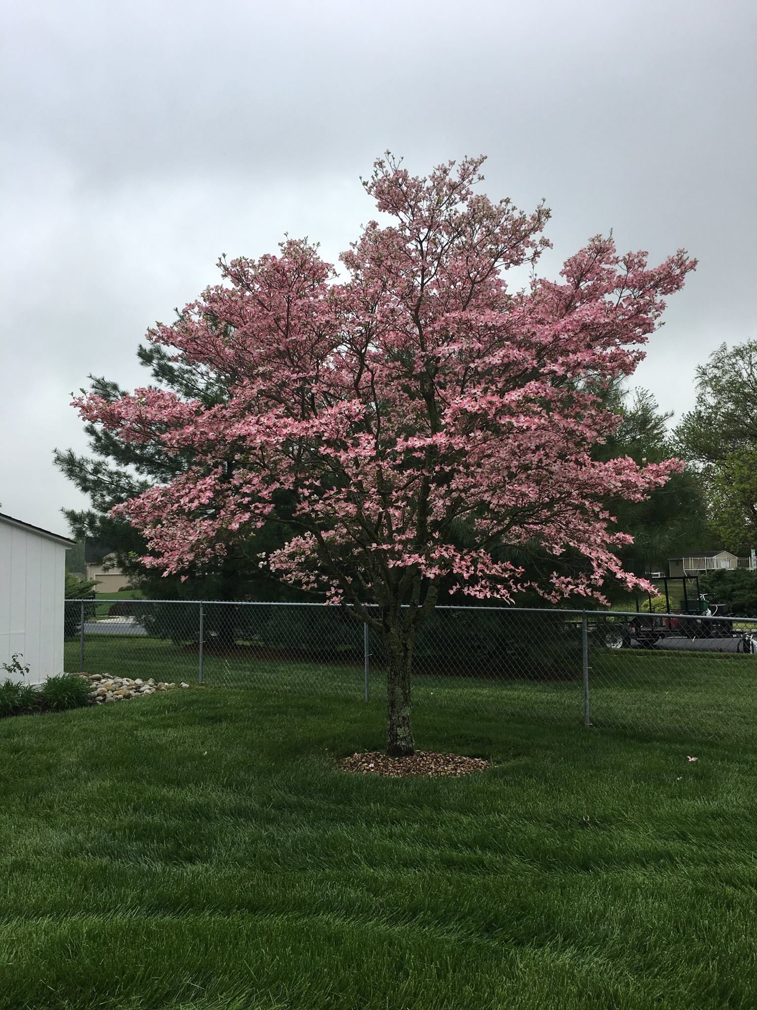 A tree with pink flowers is in the middle of a lush green yard.