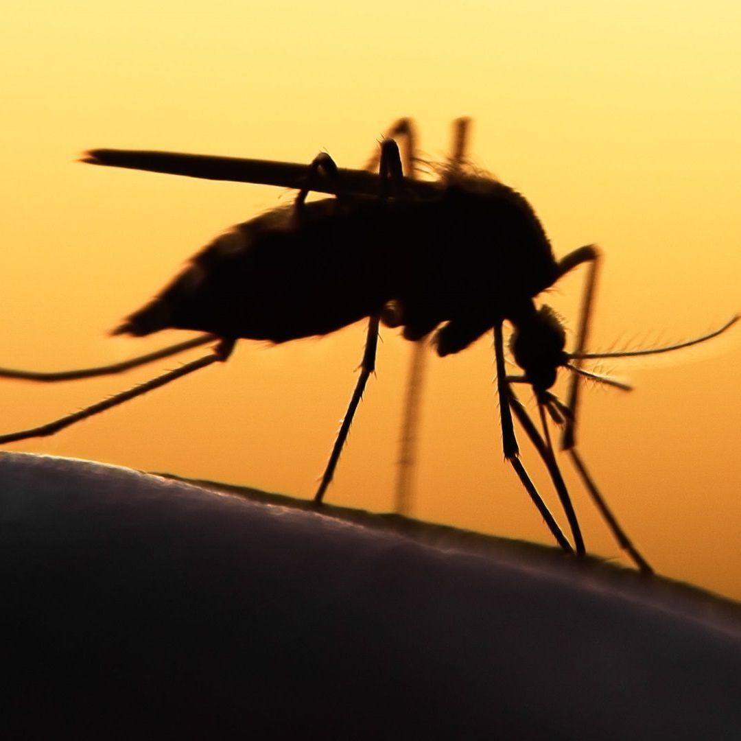 A close up of a mosquito on a person 's arm