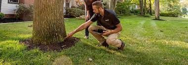 tree assessment