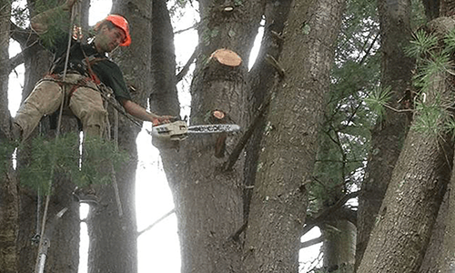 hazard tree assessment
