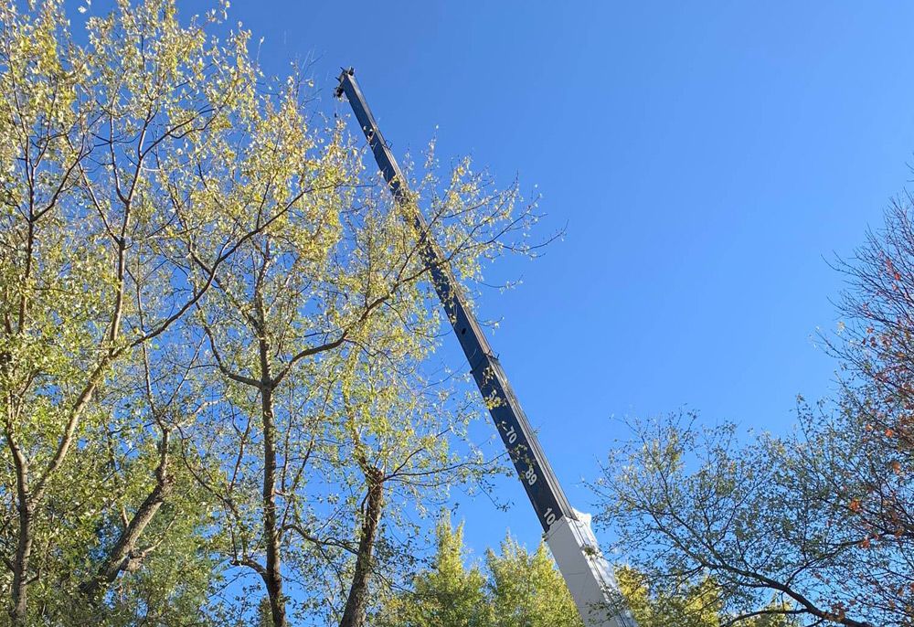 Tree removal service