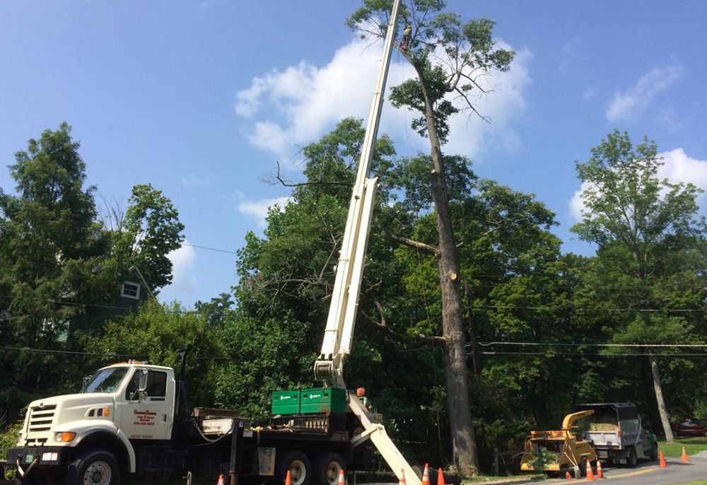 Tree removal service