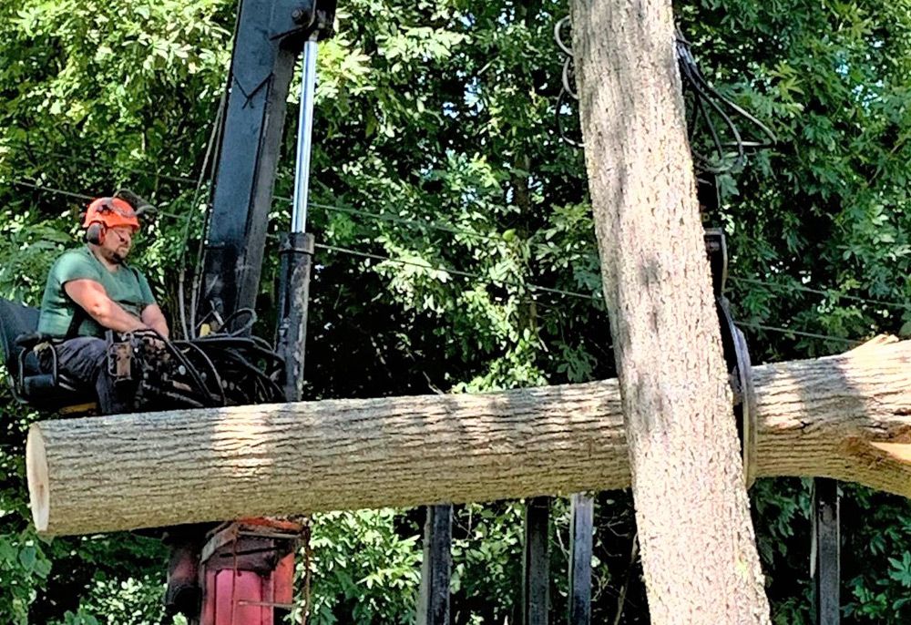Tree removal service
