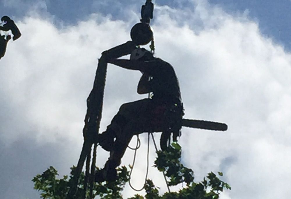 Tree removal service