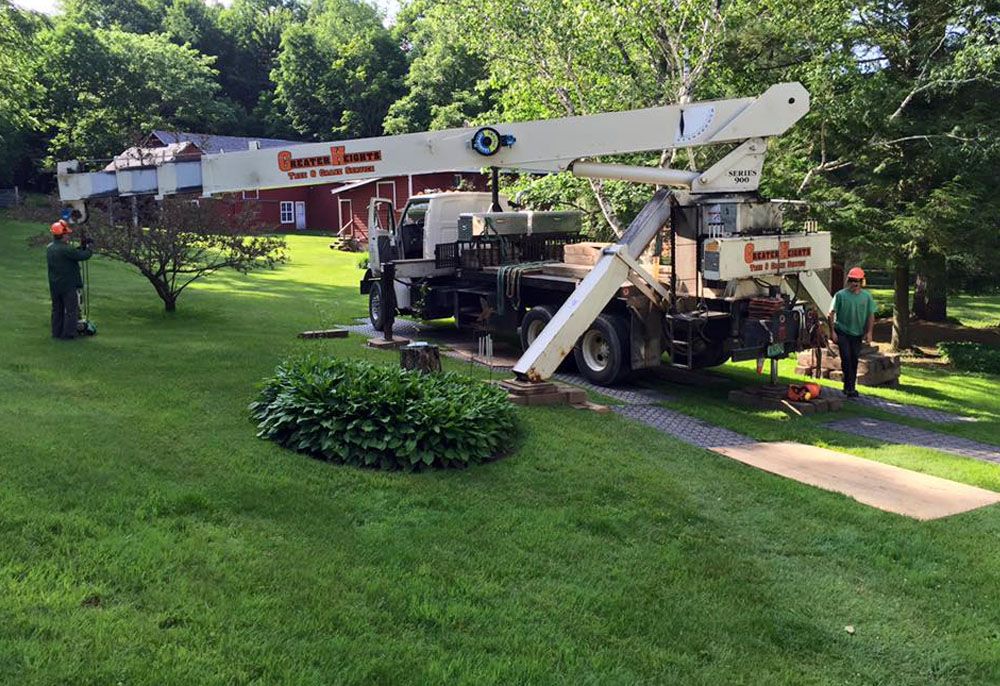 Tree removal service