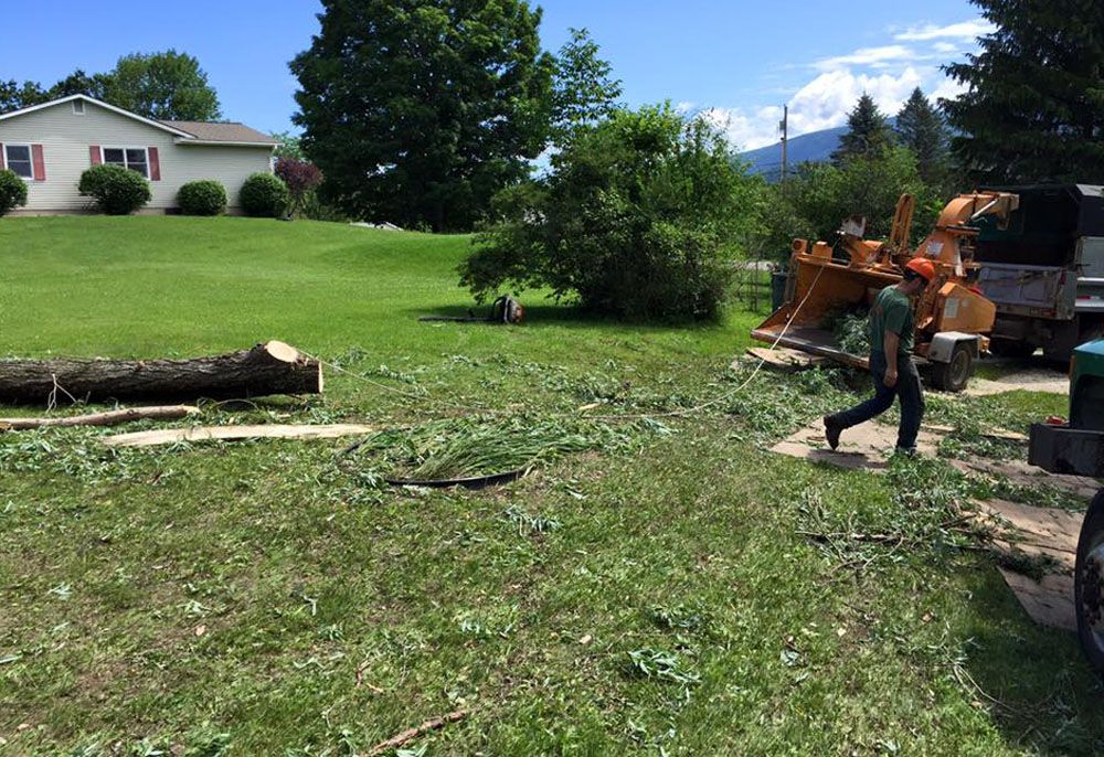 Tree removal service