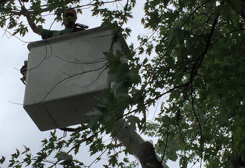 Tree removal using crane