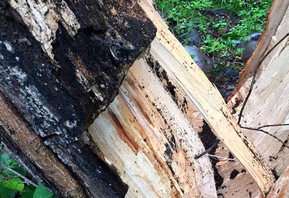 Tree timber