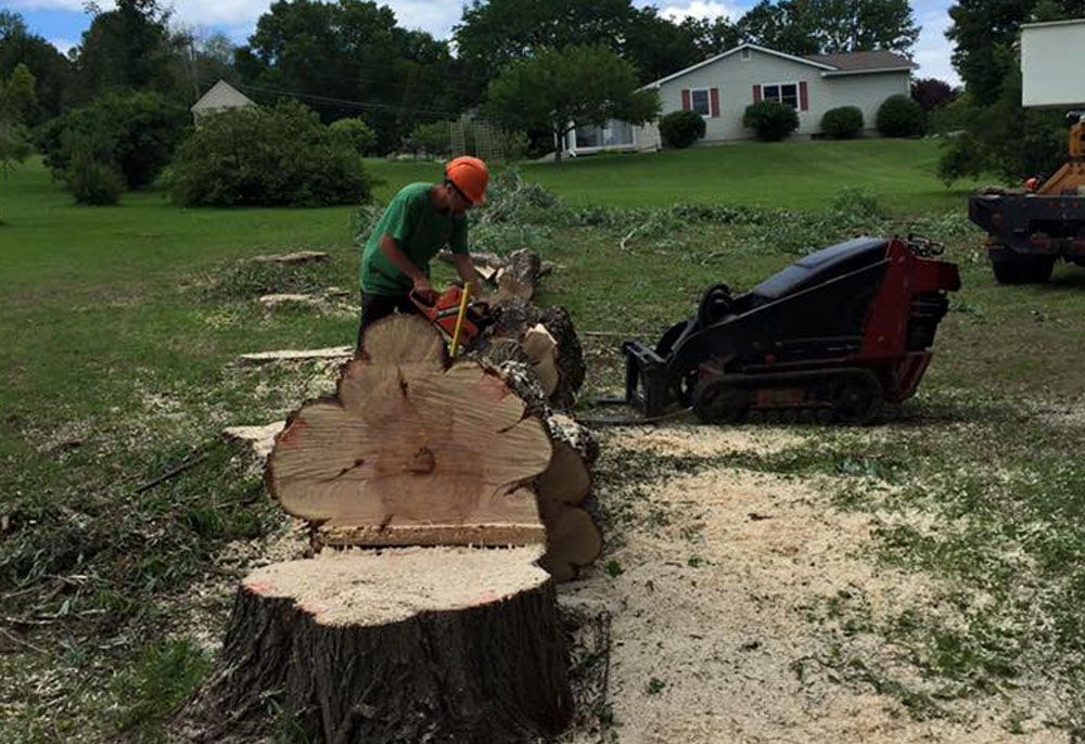 Tree removal service