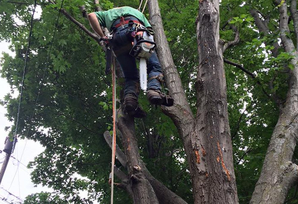 Tree removal service