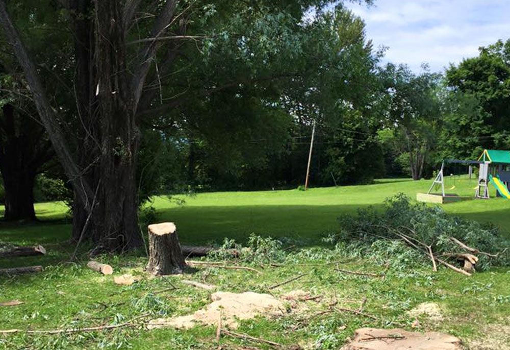 Tree removal service