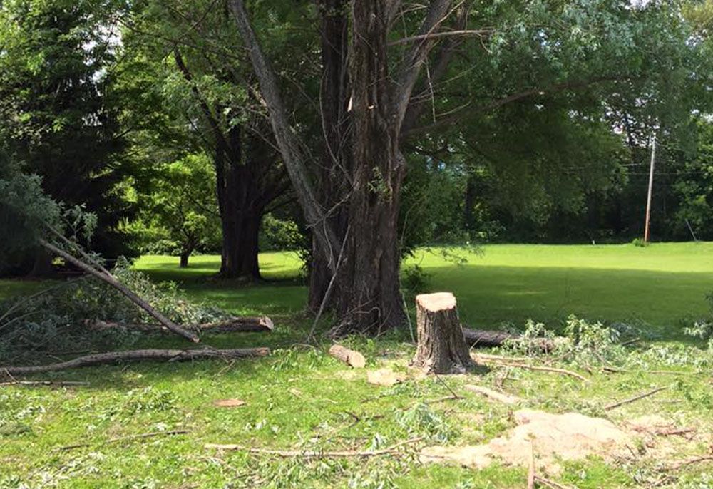 Tree removal service