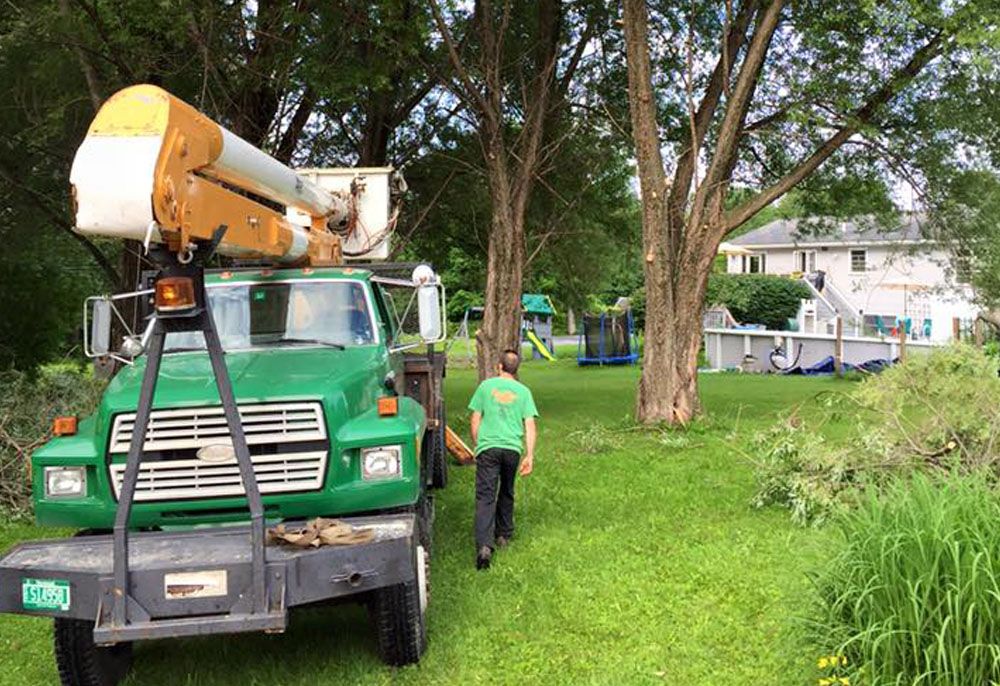 Tree removal service