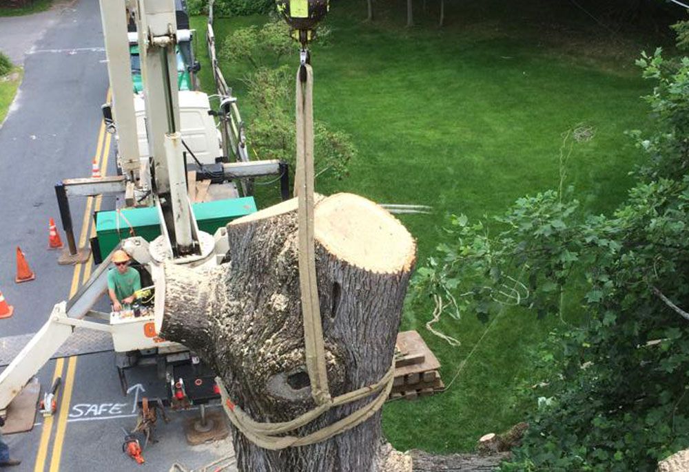 Tree removal using cable and crane